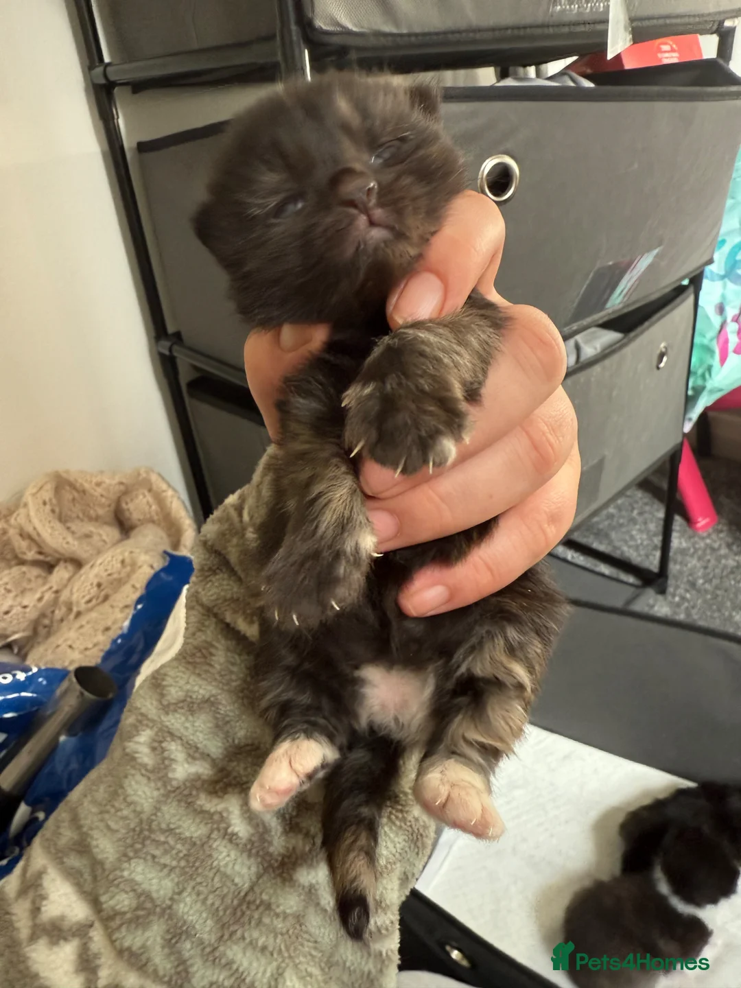 Mixed Breed cats for sale: 4 Kittens  - Advert 2