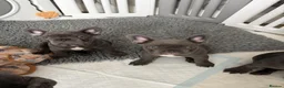 French Bulldog dogs for sale: Solid blue fluffy frenchie pups in London - Advert 7