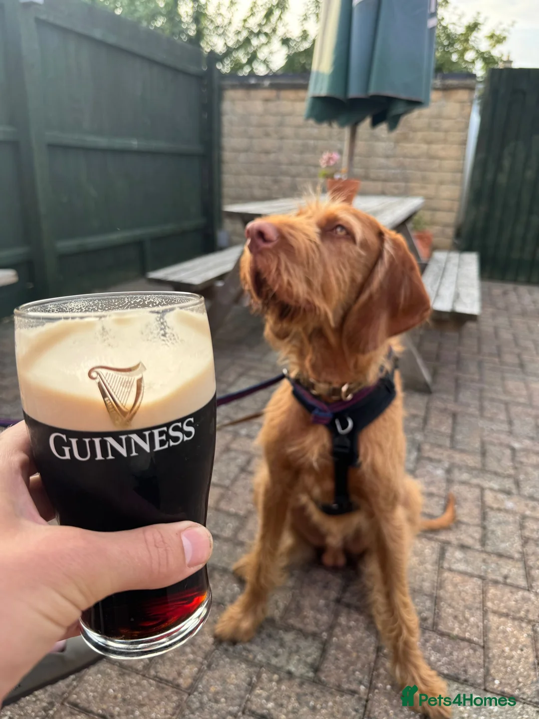 Hungarian Vizsla dogs for sale: Wirehaired vizsla puppies  - Advert 28