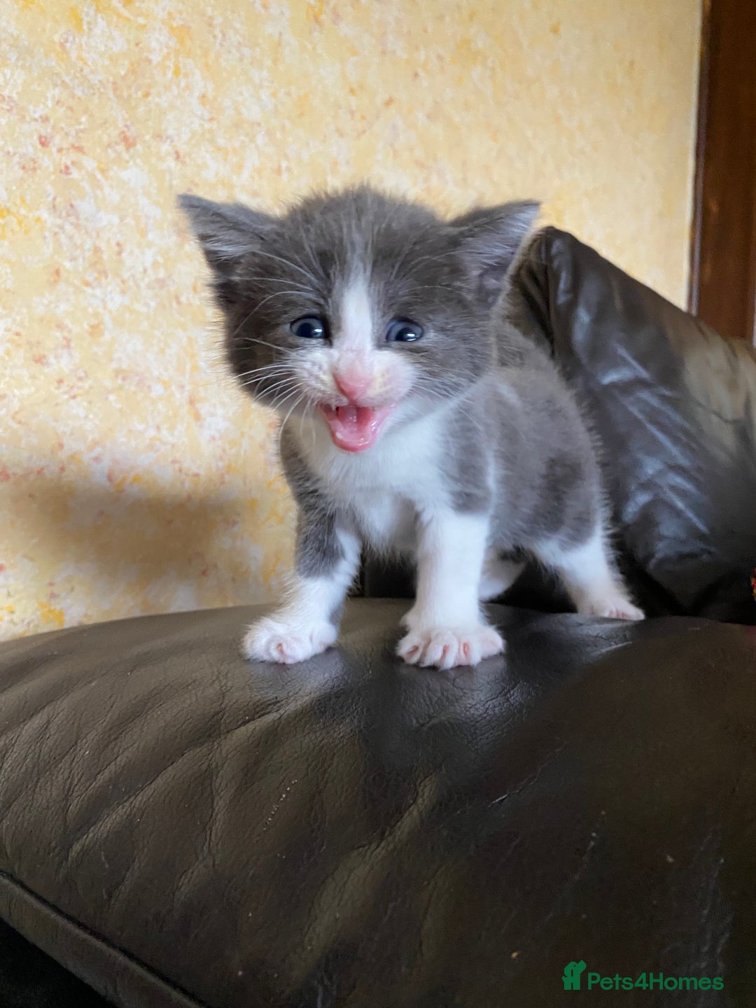 Mixed Breed cats for sale: beautiful kittens - Image 37