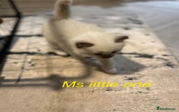 Ragdoll cats for sale: Bella’s ragdoll kittens ready December  - Image 6