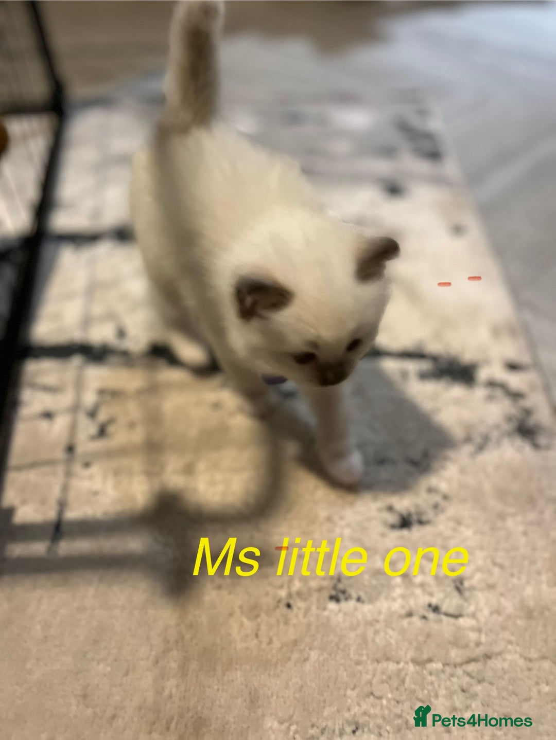 Ragdoll cats for sale: Bella’s ragdoll kittens ready December  - Image 6