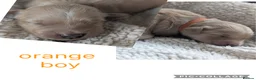 Mini Goldendoodle dogs for sale: 🐶💛 F1 GOLDENDOODLE PUPPIES – NOW HERE! 💛🐶 in Doncaster - Advert 15