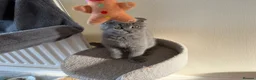 Scottish Fold cats for sale: British Shorthair and Scottish Fold kittens - Advert 9