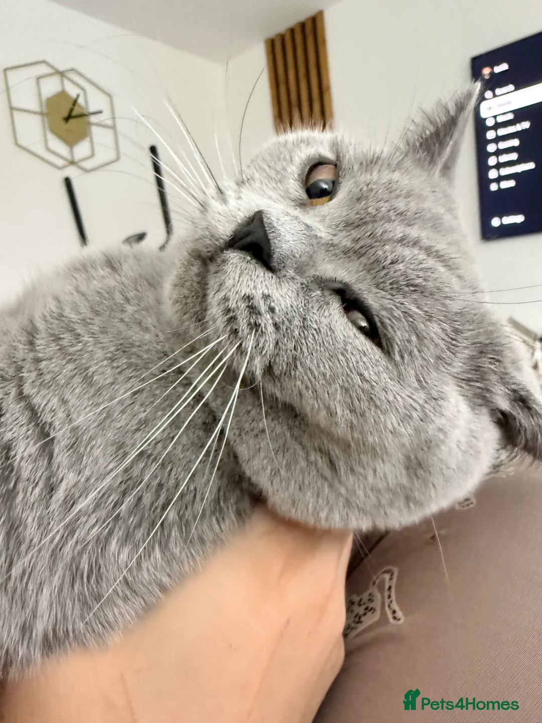 British Shorthair cats for sale: URGENT: Super Affectionate Cat Needs Loving Home - Advert 4