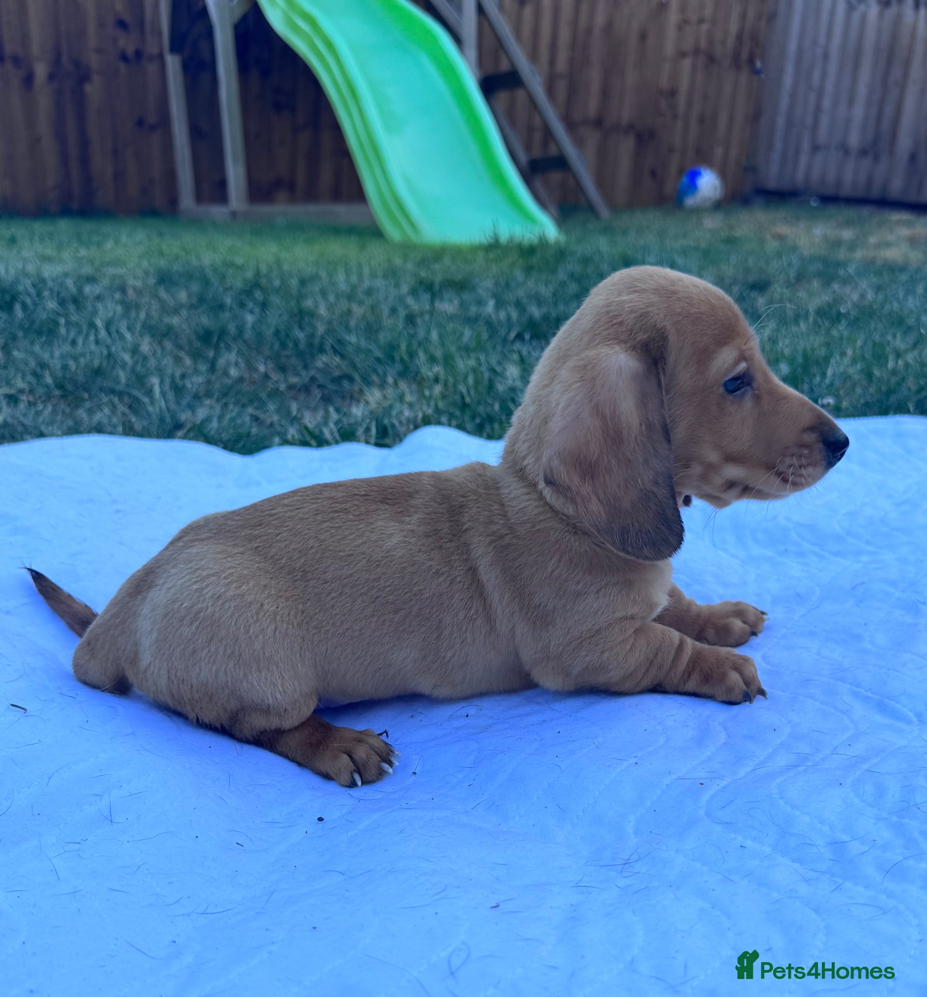 Miniature Dachshund dogs for sale: Adorable mini smoothe dachshund puppies - Advert 1