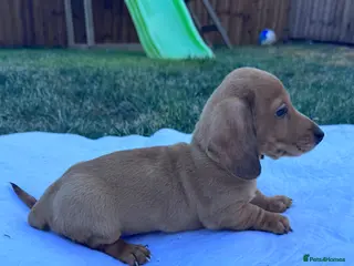 Miniature Dachshund dogs Adorable mini smoothe dachshund puppies - Advert 15