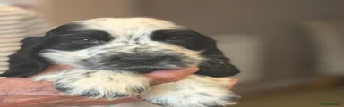 Cocker Spaniel 3