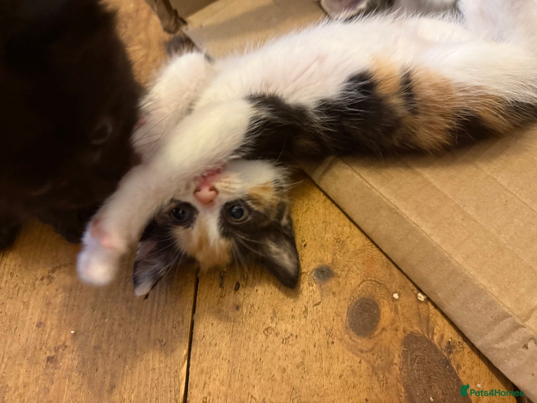 Mixed Breed cats for sale: Mixed breed kittens  - Image 1
