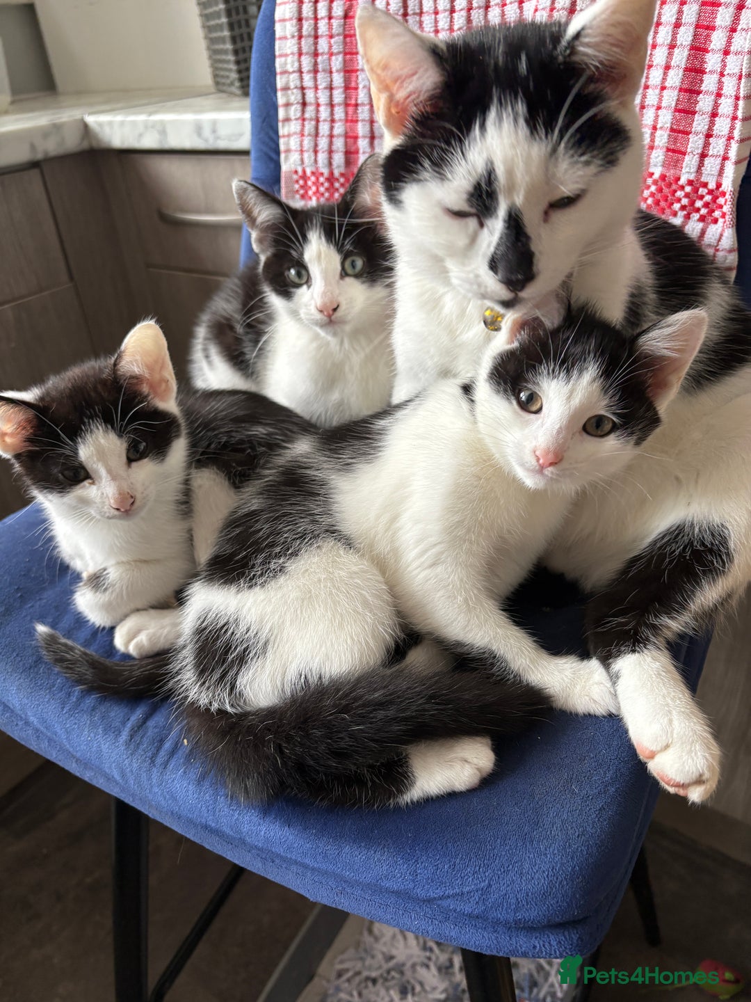 Mixed Breed cats for sale: Mixed kittens  - Image 5