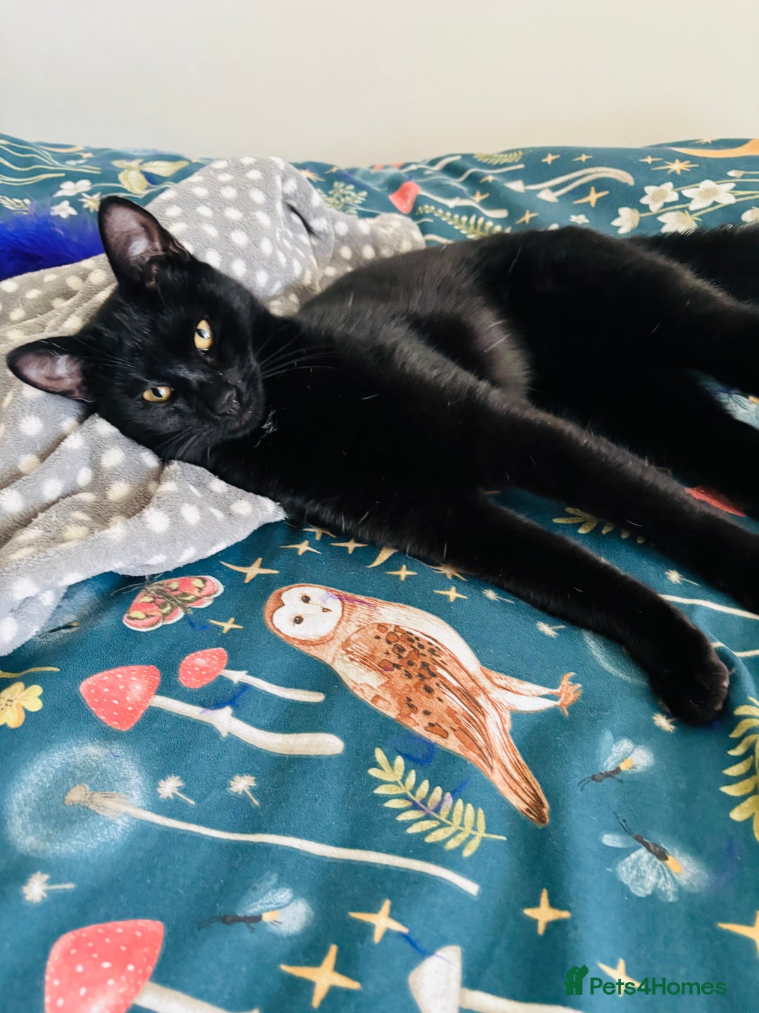 British Shorthair cats for sale: Black female kitten  - Advert 3