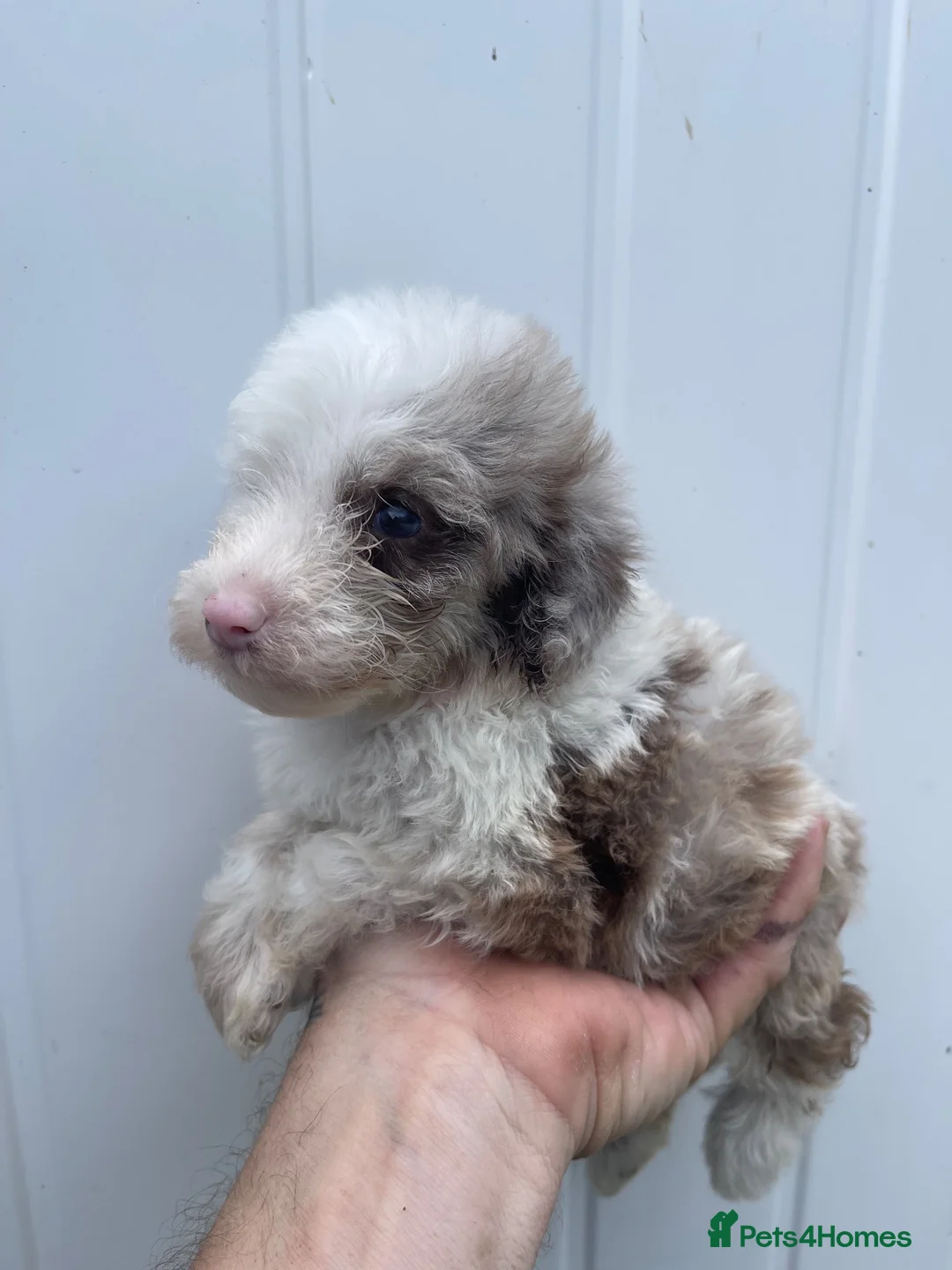 Poodle dogs for sale: Gorgeous Merle poodles toy poodles  in Hull - Advert 16