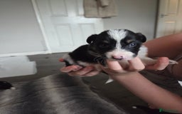 Border Collie dogs for sale: Border collie pups  - Image 4