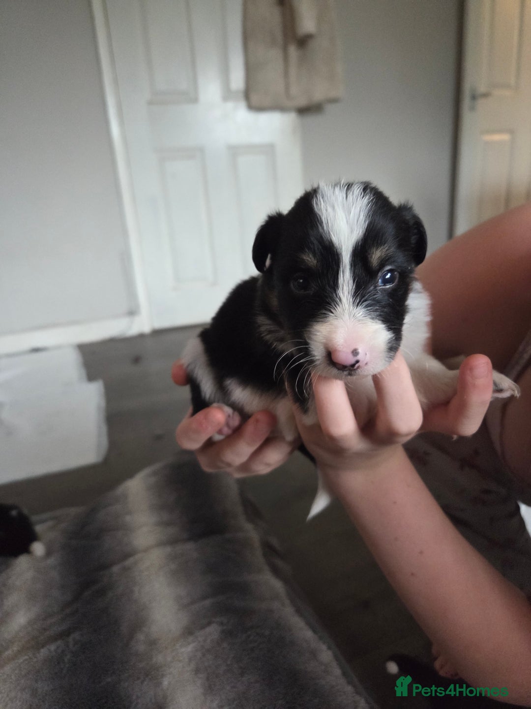 Border Collie dogs for sale: Border collie pups  - Image 4