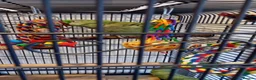 Parrots birds for sale: Alexandrine  parrot  - Advert 3