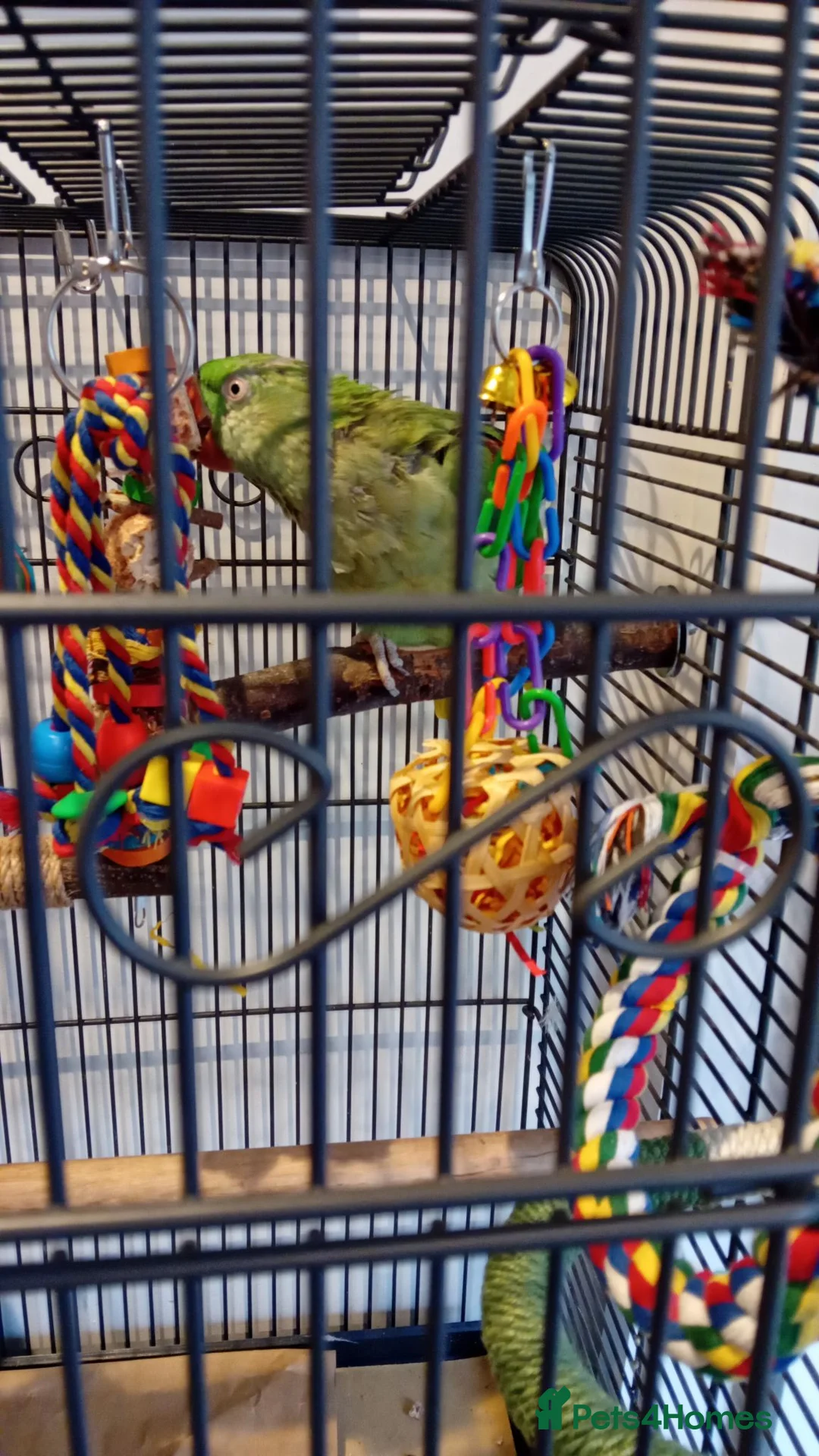 Parrots birds for sale: Alexandrine  parrot  - Advert 3