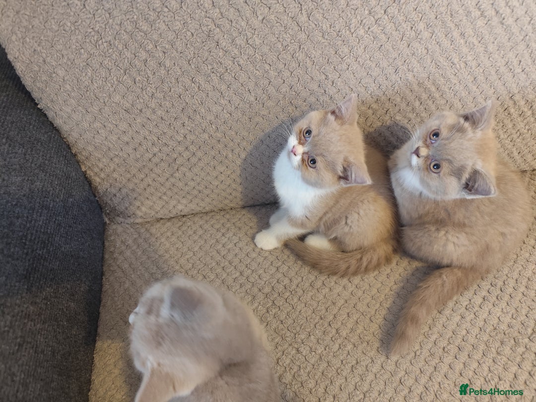 British Shorthair cats for sale: READY NOW Beautiful British Shorthair Kittens - Image 5