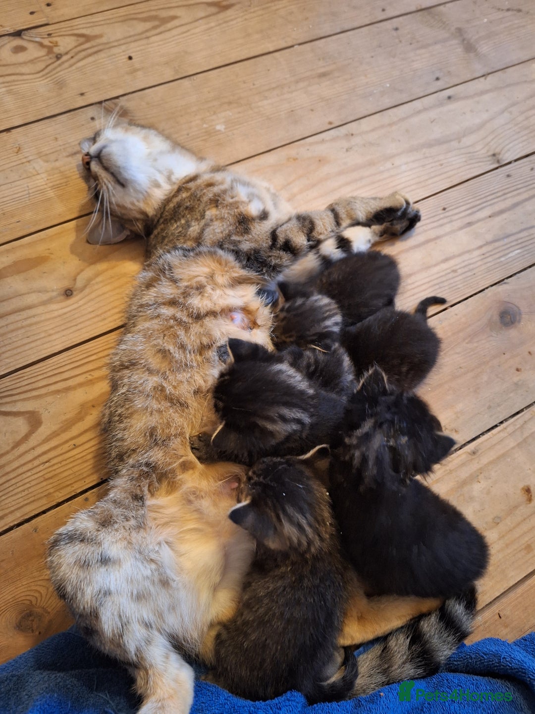 Domestic Shorthair cats for sale: Babies ready for their new homes NOW 🥰 - Image 34