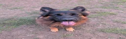 German Shepherd dogs for stud: The Gold Standard in GSD Studs in Northampton - Advert 4