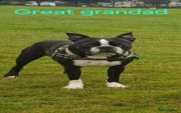 Boston Terrier dogs for sale: Stunning true to type wildax litter - Image 23