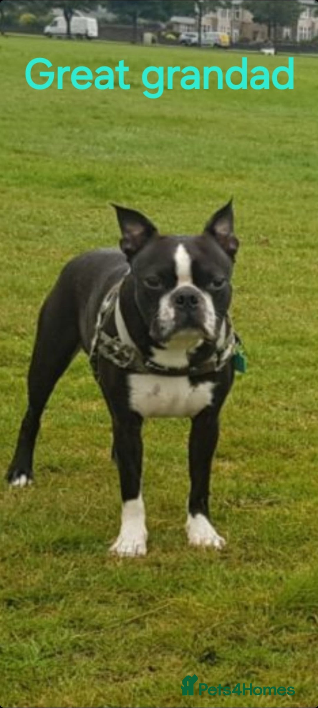 Boston Terrier dogs for sale: Stunning true to type wildax litter - Image 23