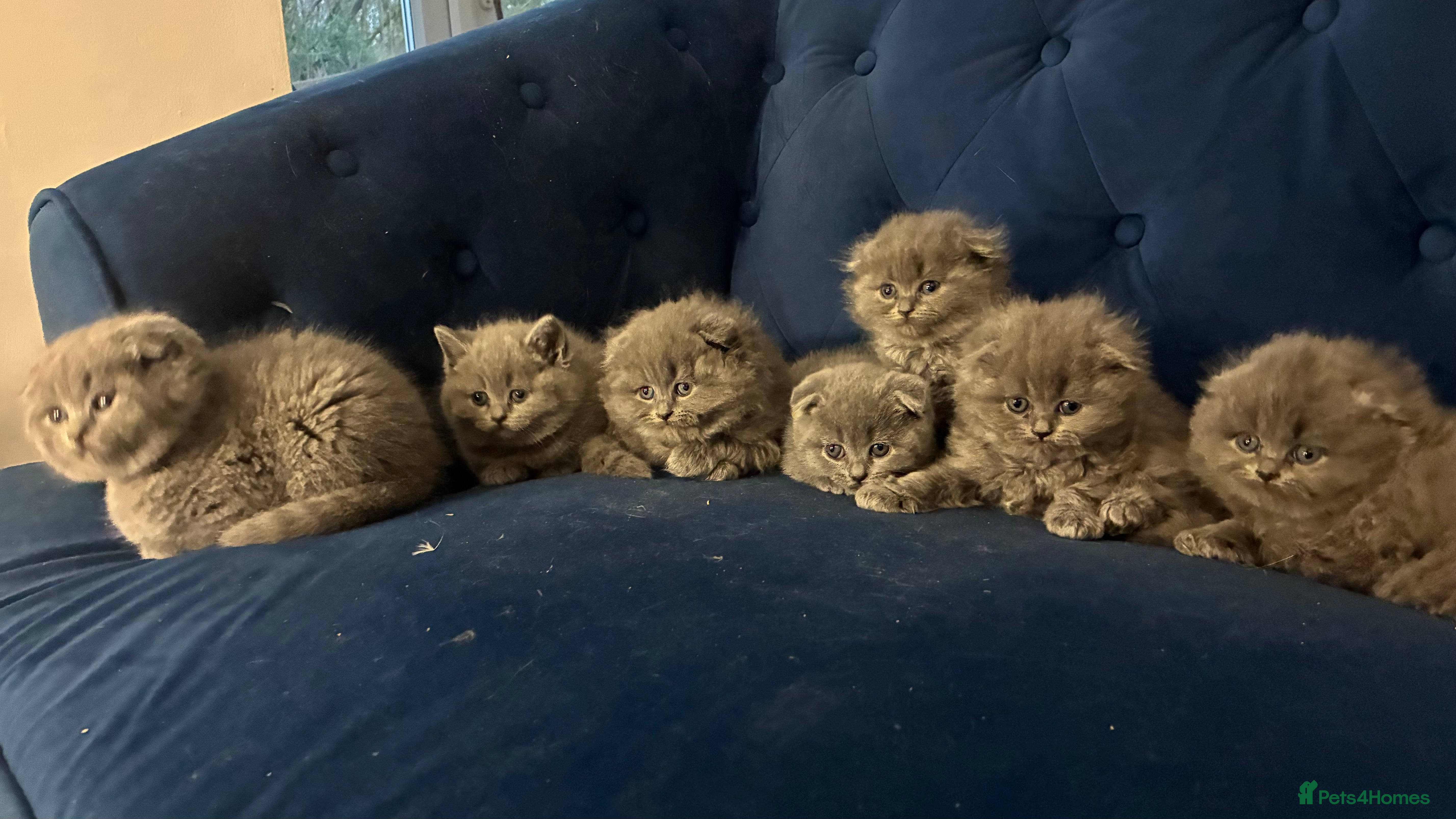 Scottish Fold cats 6 beautiful Scottish fold kittens - Advert 10