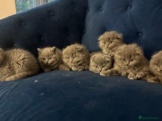 Scottish Fold cats 6 beautiful Scottish fold kittens - Advert 10