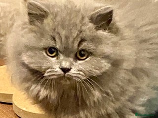 British Shorthair cats GCCF reg British Shorthair and Longhair Kitten’s - Advert 11