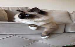 Ragdoll cats for sale: Enzo  - Image 5