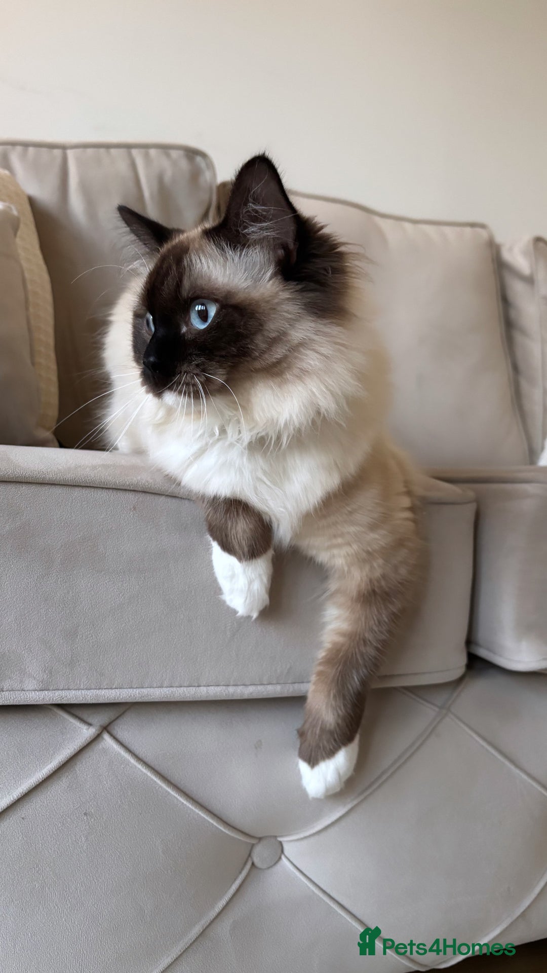 Ragdoll cats for sale: Enzo  - Image 5