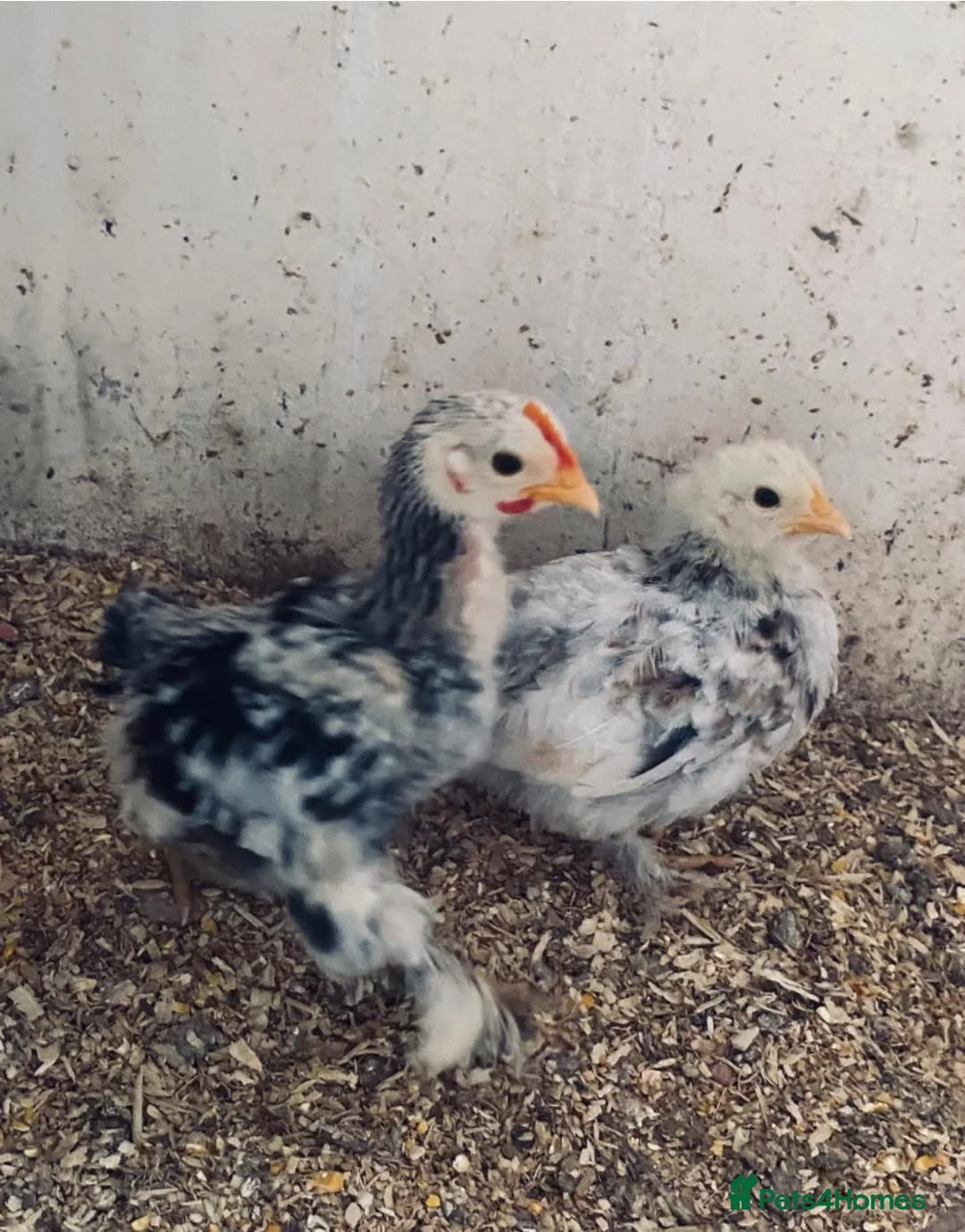 Chickens poultry for sale: Pekin bantam chicken chicks - Advert 2