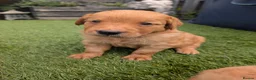 Golden Retriever dogs for sale: Beautiful KC registered Golden Retriever puppies  - Advert 6