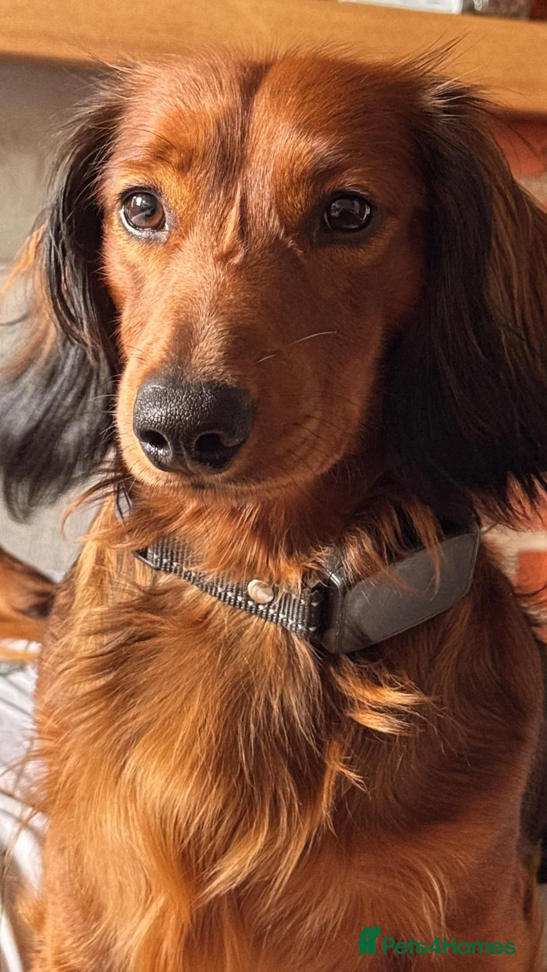 Miniature Dachshund dogs for stud: Stunning Miniature Red Long Haired Dachshund - Advert 4