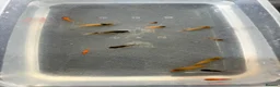 Platies fish for sale: Mixture of platy fish available  in Reading - Advert 16