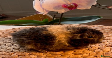 Guinea Pig rodents - Advert 4