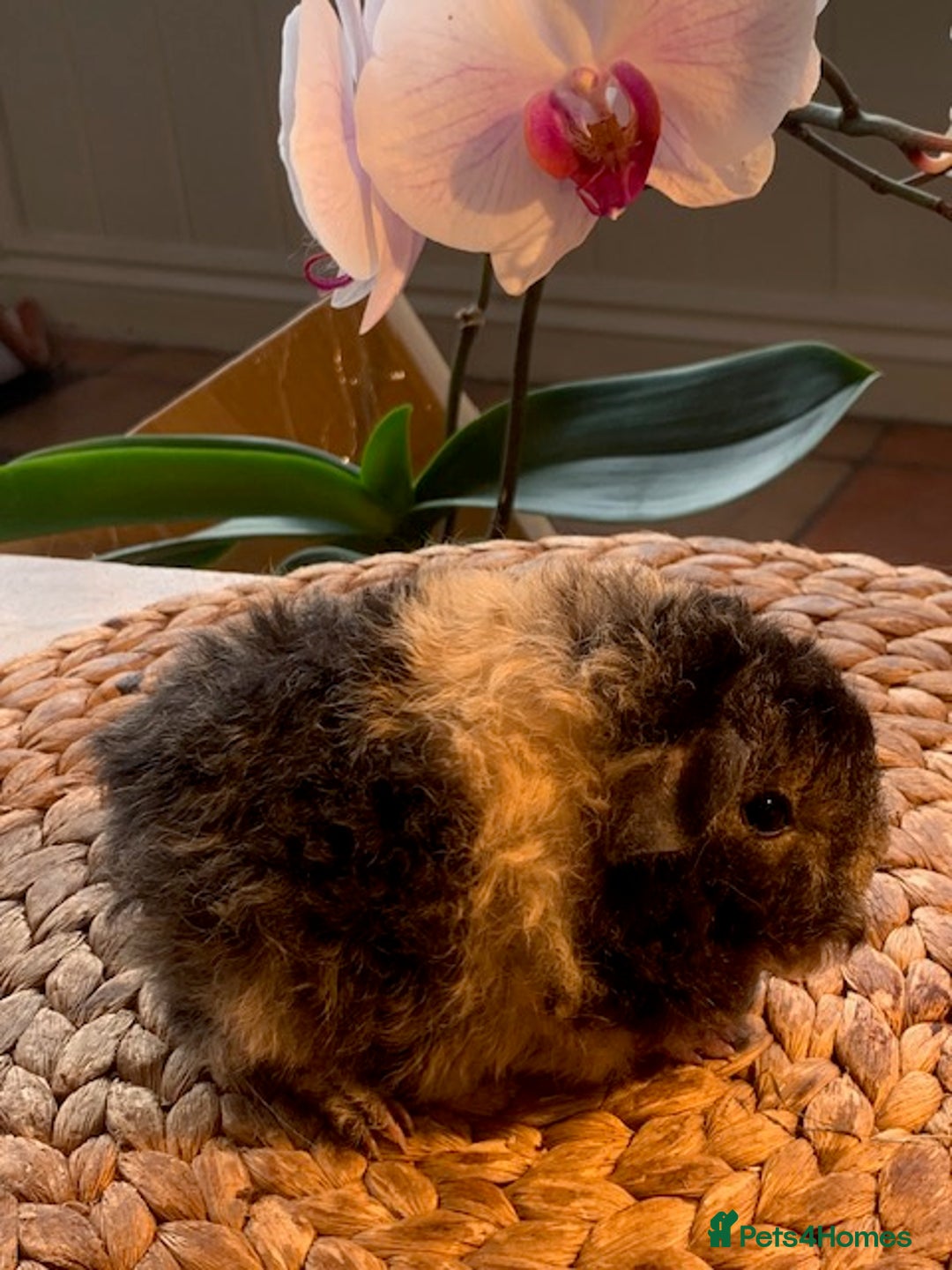 Guinea Pig rodents for sale: Beautiful Texel Guinea Pig babies HP18 - Image 2