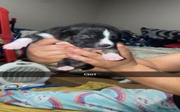 Mixed Breed dogs for sale: 1 puppy left, beautiful little girl 🩷🩷🩷 - Advert 16