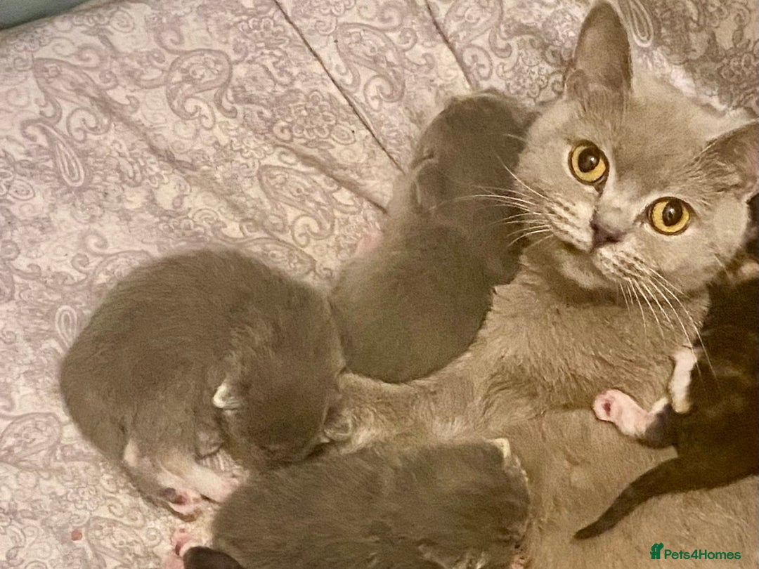 Mixed Breed cats for sale: Beautiful Hand-Reared British Blue Kittens - Advert 2