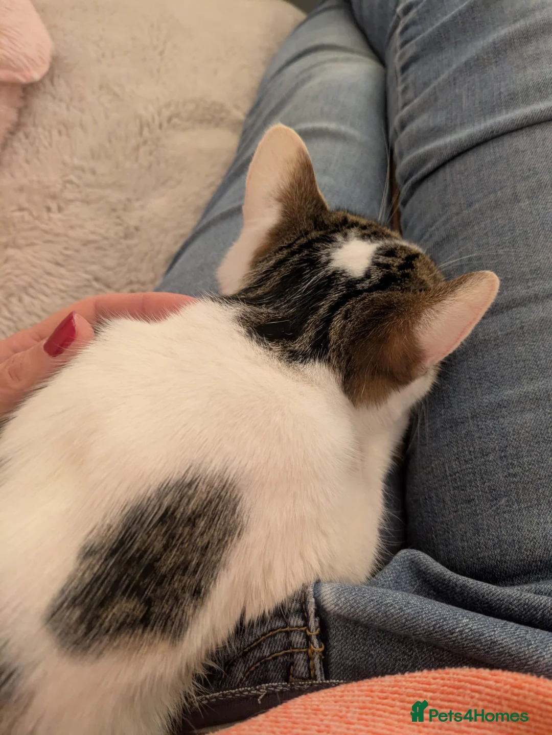 Mixed Breed cats for sale: Two cats - Advert 4