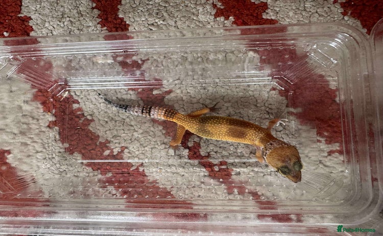 Leopard Gecko reptiles - Advert 1