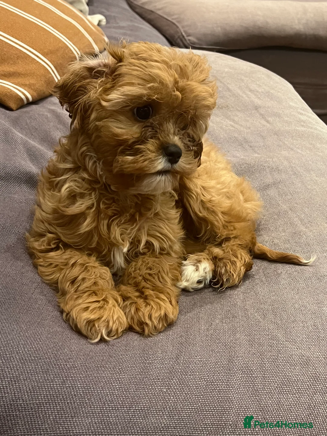Cavapoo dogs for sale: Cavapoo female puppy (F1)  in London - Advert 2