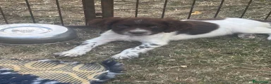 English Springer Spaniel 1