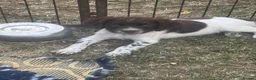 English Springer Spaniel dogs for sale: KC registered Liver and White Bitch puppy  - Advert 2