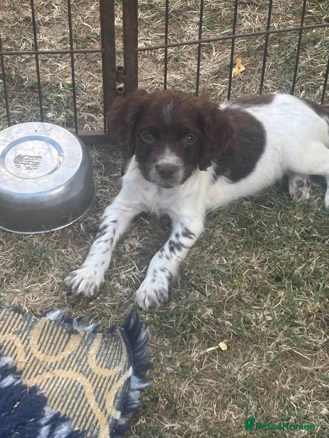 English Springer Spaniel dogs for sale: KC registered Liver and White Bitch puppy  - Advert 2