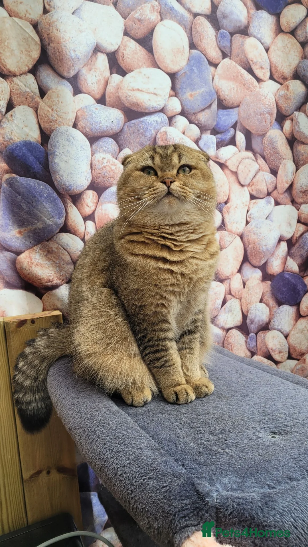 Scottish Fold cats for stud: SCOTTISH FOLD FOR STUD  - Advert 2