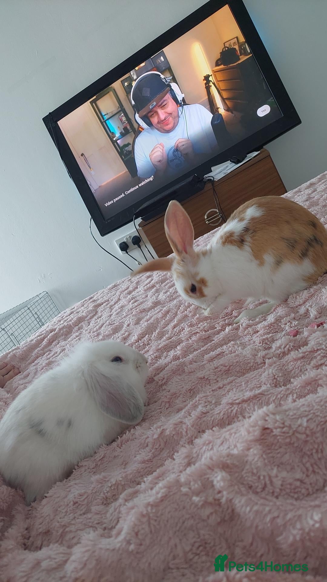 Mixed Breed rabbits for sale: 2 beautiful little boys. READY FOR A NEW HOME!  - Advert 3