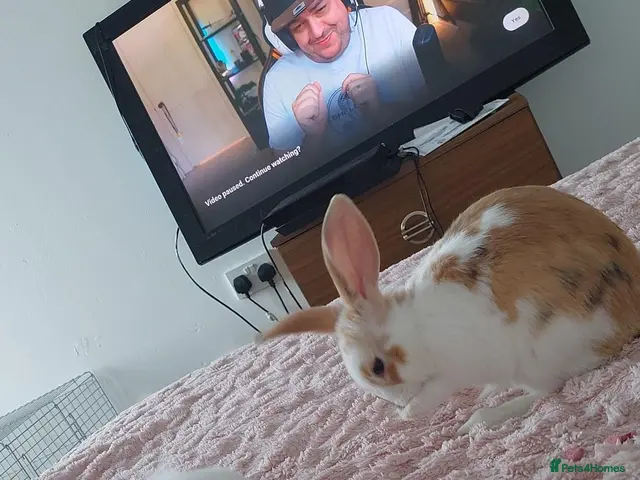 Mixed Breed rabbits for sale: 2 beautiful little boys. READY FOR A NEW HOME! - Advert 3