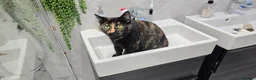 Mixed Breed cats for sale: Tortoise shell female spayed cat - Advert 11