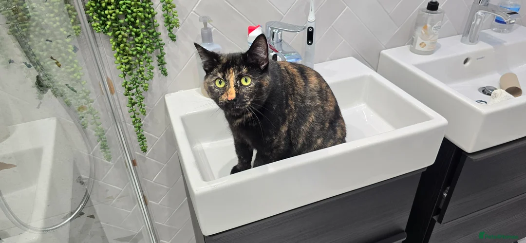 Mixed Breed cats for sale: Tortoise shell female spayed cat - Advert 11