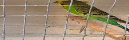 Budgerigars birds for sale: Beautiful budgies pair - Advert 2